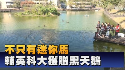 輔英科大「好事成雙」 喜迎黑天鵝與迷你馬|鳳信新聞圖片(另開新視窗)