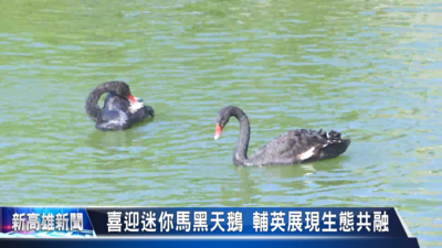喜迎迷你馬黑天鵝 輔英展現生態共融《大大寬頻》|新高雄新聞圖片(另開新視窗)